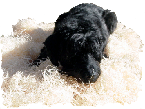 Tierholzwolle für Hunde Einzelballen
