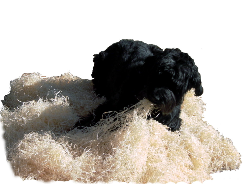 6 Ballen Tierholzwolle für Hunde auf Palette ca. 15 m³
